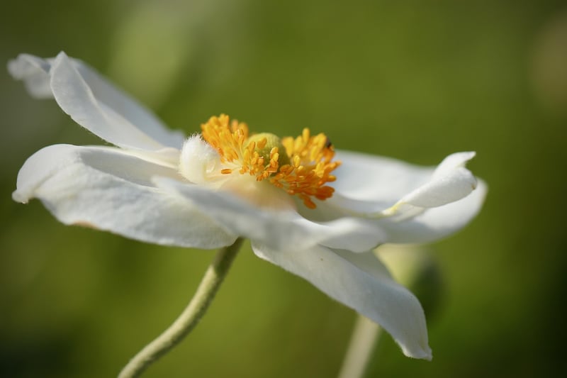 Imaginary Garden Flowers