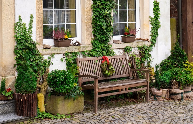 Ivy Vines