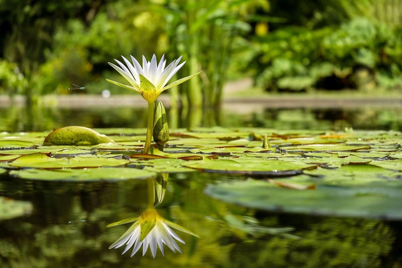 Unicorn Lily