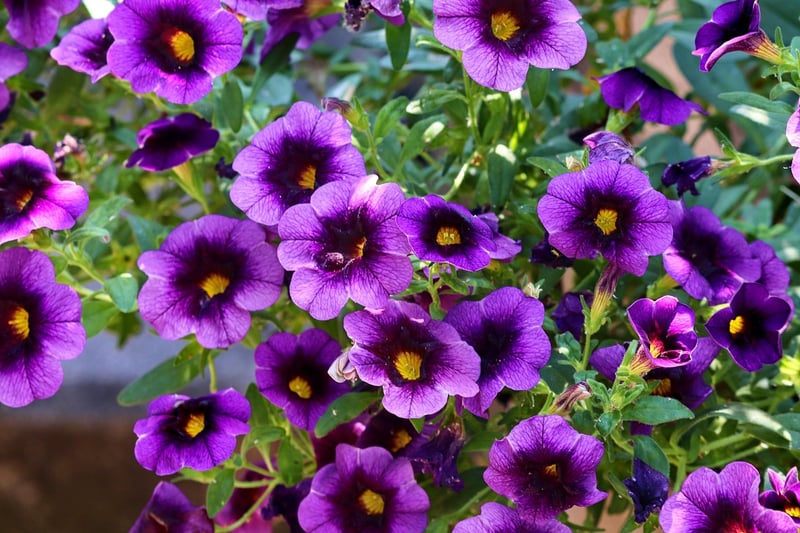 Stardust Petunia